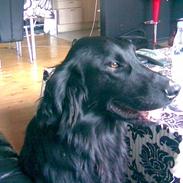 Flat coated retriever Carsu