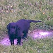 Flat coated retriever Carsu