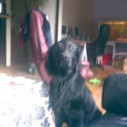Flat coated retriever Carsu
