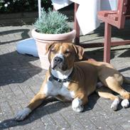 Amerikansk staffordshire terrier Santos
