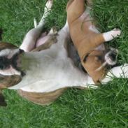 Amerikansk staffordshire terrier Santos