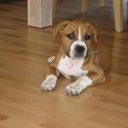 Amerikansk staffordshire terrier Santos
