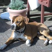 Amerikansk staffordshire terrier Santos