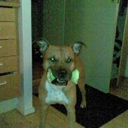 Amerikansk staffordshire terrier Kenzo