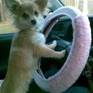 Blanding af racer Molli