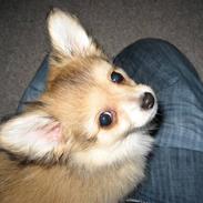 Blanding af racer Molli