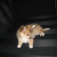 Blanding af racer Molli