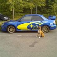 Amerikansk staffordshire terrier Kenzo