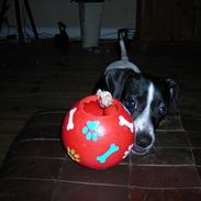 Dansk svensk gaardhund Soffi