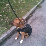 Amerikansk staffordshire terrier Kenzo