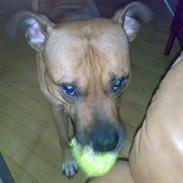 Amerikansk staffordshire terrier Kenzo