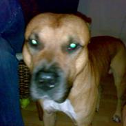 Amerikansk staffordshire terrier Kenzo