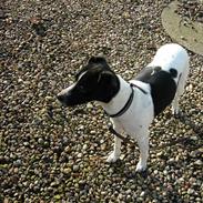 Dansk svensk gaardhund Soffi