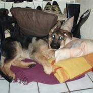 Schæferhund Gorbachev