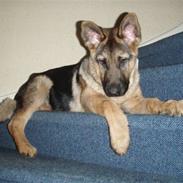 Schæferhund Gorbachev