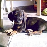 Miniature gravhund Fie