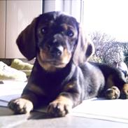Miniature gravhund Fie