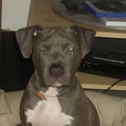 Amerikansk staffordshire terrier Solgt:( Malou