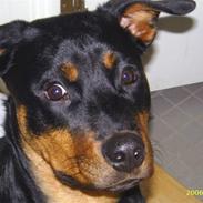 Rottweiler Teizon *R.I.P.* 2008