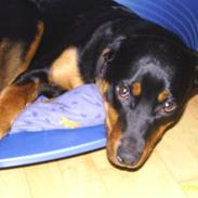 Rottweiler Teizon *R.I.P.* 2008