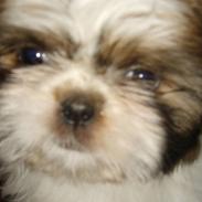 Shih tzu Filda