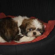 Shih tzu Filda