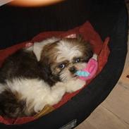Shih tzu Filda