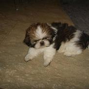 Shih tzu Filda