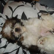 Shih tzu Filda