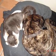 Boerboel Anasha Troja