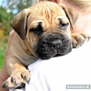 Boerboel Thor Olympia