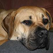 Boerboel Thor Olympia