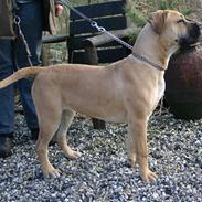 Boerboel Thor Olympia