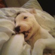 Staffordshire bull terrier Simba