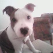 Staffordshire bull terrier Simba