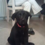 Labrador retriever Bella