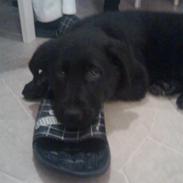 Labrador retriever Bella