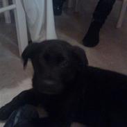 Labrador retriever Bella