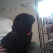 Labrador retriever Bella