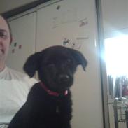 Labrador retriever Bella