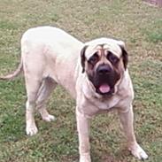 Mastiff brutus
