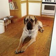 Mastiff brutus