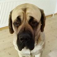 Mastiff brutus