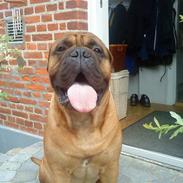 Bullmastiff R.I.P. Bullbjerggårds Bonzo