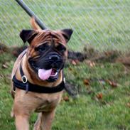 Bullmastiff R.I.P. Bullbjerggårds Bonzo