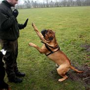 Bullmastiff R.I.P. Bullbjerggårds Bonzo