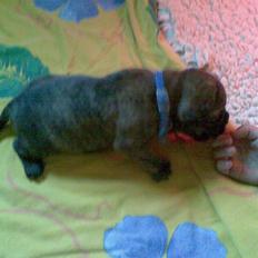 Bullmastiff Bullbjerggårds Bosco