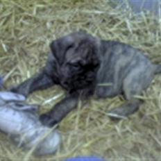 Bullmastiff Bullbjerggårds Bosco