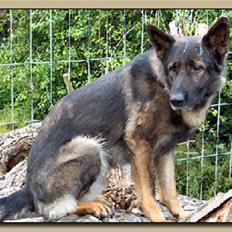 Schæferhund Vito R.I.P