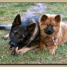 Schæferhund Vito R.I.P